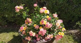 Gîte la Roseraie Gîte la Roseraie