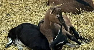 Copains comme caprins