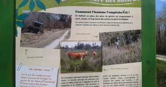 Landes de Haute-Saintonge