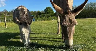 Les Roulottes des Amis de Wonky