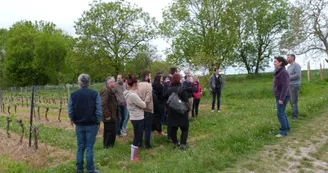 vignoble Chauraud et fils