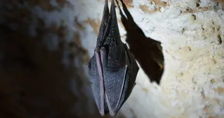 La biodiversité -Les chauves-souris, prédateurs de la nuit