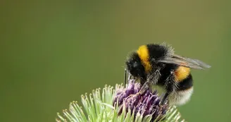 Biodiversité - Jardin