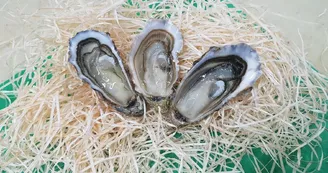 Huîtres Massé