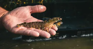Les Perles du Marais - Point de vente