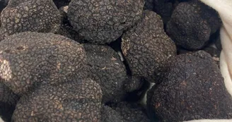 Maison d'hôtes LE BRISSONNEAU - Immersion dans l'univers de la Truffe