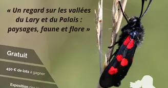 Concours photo amateur Concours photo amateur