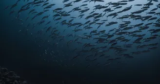 SOUS LA SURFACE - Photographies sous-marine SOUS LA SURFACE - Photographies sous-marine