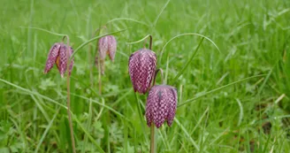 Fritillaire pintade