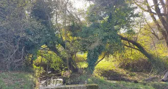 Le ruisseau