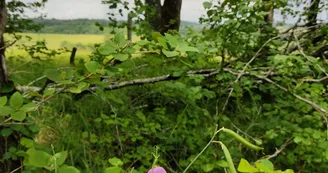 Une orchidée sauvage