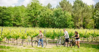 Les vignes