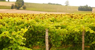 Circuit du fleuve et des vignes