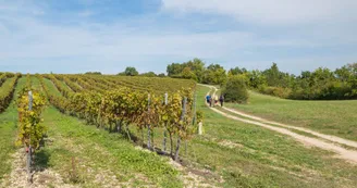 Circuit des vignes