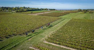 La Route des Cardinaux : Mirambeau / La Clotte_La Clotte