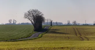 Parcours pédestre : Du fief du cheval à la longée des marais_Saint-Coutant-le-Grand