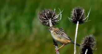 Parcours pédestre : Entre Charente et marais_Soubise