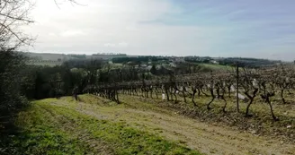 Vignes