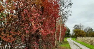 Bord de Charente