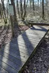 Forêt de Bois Blanc